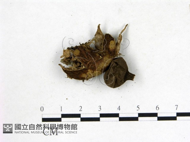 地星屬藏品圖，第3張