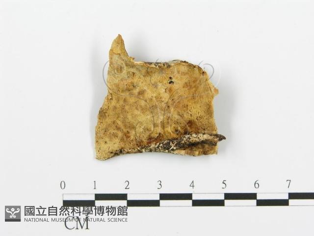 登錄號:F0017503藏品圖，第1張