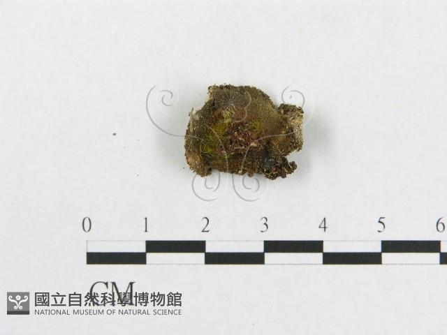 登錄號:F0005503藏品圖，第3張