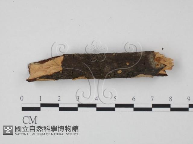 韌革菌屬藏品圖，第3張