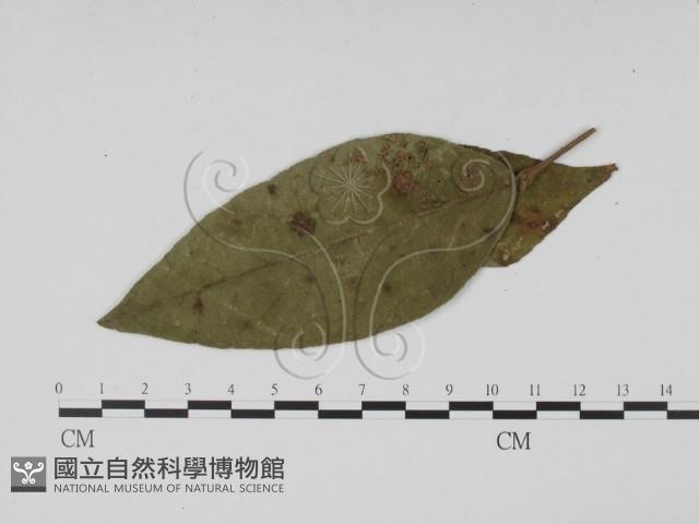 登錄號:F0019503藏品圖，第3張
