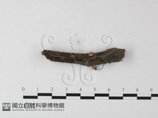登錄號:F0023503藏品圖，第3張