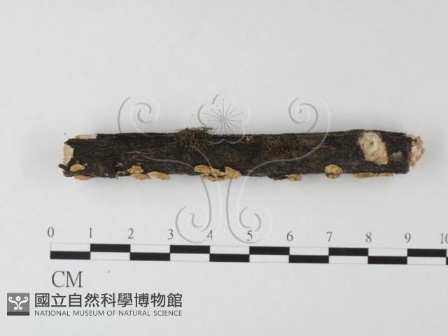 登錄號:F0013503藏品圖，第3張