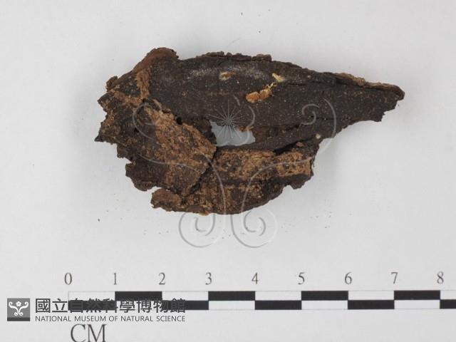 登錄號:F0010103藏品圖，第3張