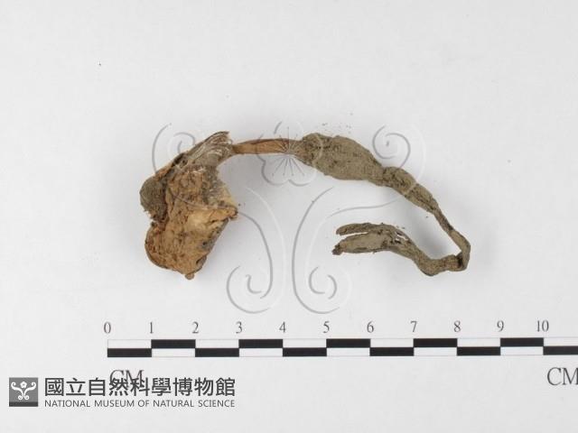 登錄號:F0026103藏品圖，第3張