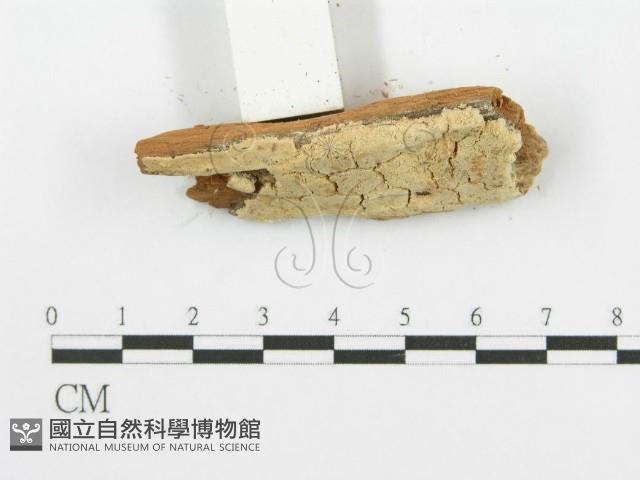 登錄號:F0006103藏品圖，第3張