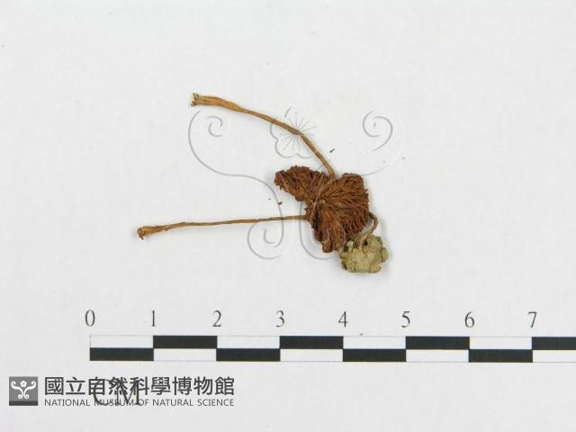 登錄號:F0011103藏品圖，第3張