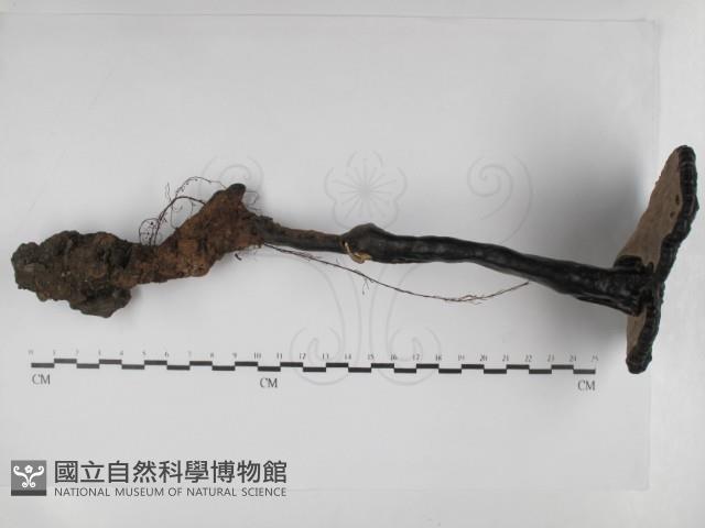 登錄號:F0031103藏品圖，第3張