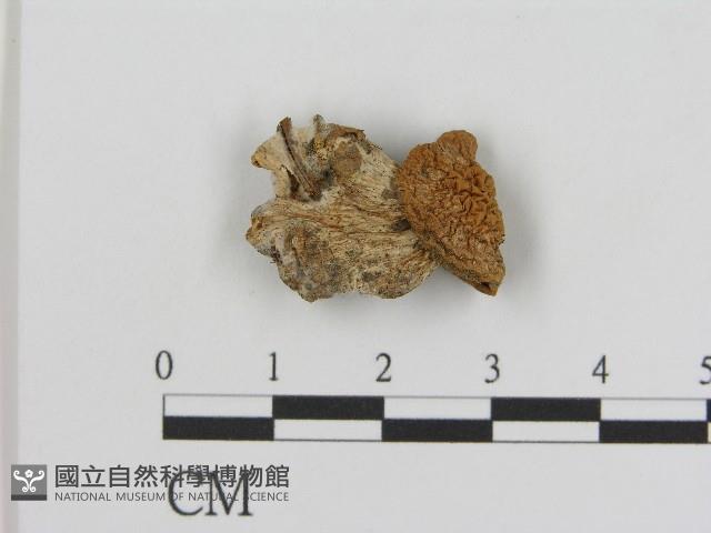 登錄號:F0017103藏品圖，第3張