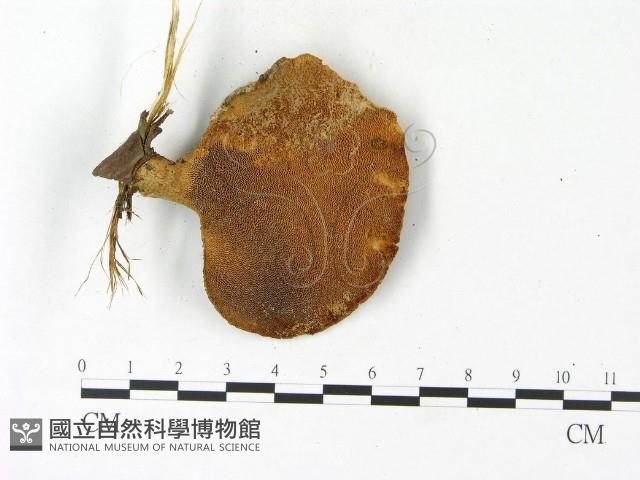 登錄號:F0023103藏品圖，第3張