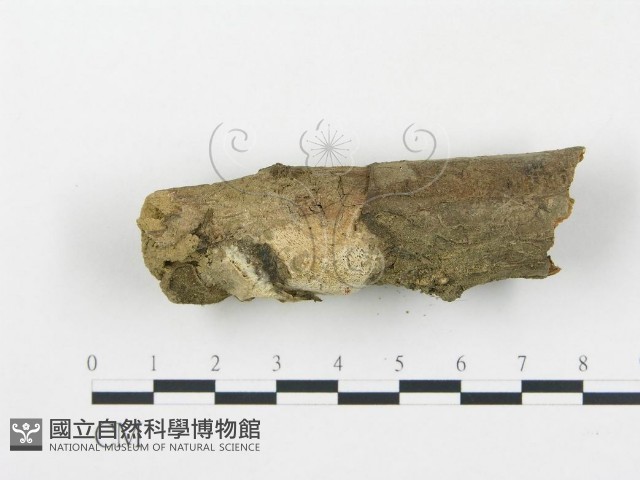 薄孔菌屬藏品圖，第3張