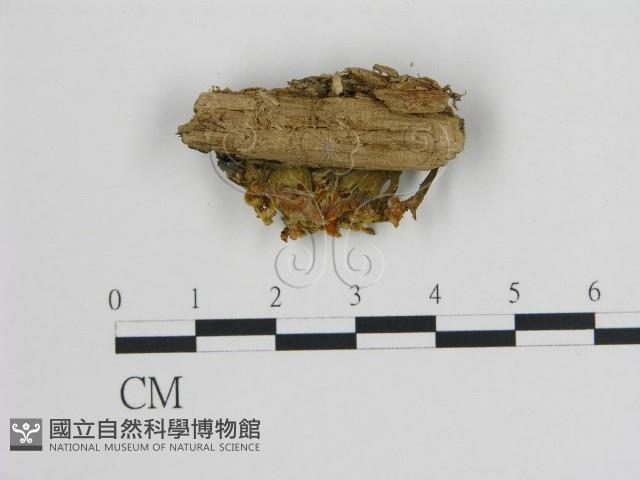 登錄號:F0020003藏品圖，第3張