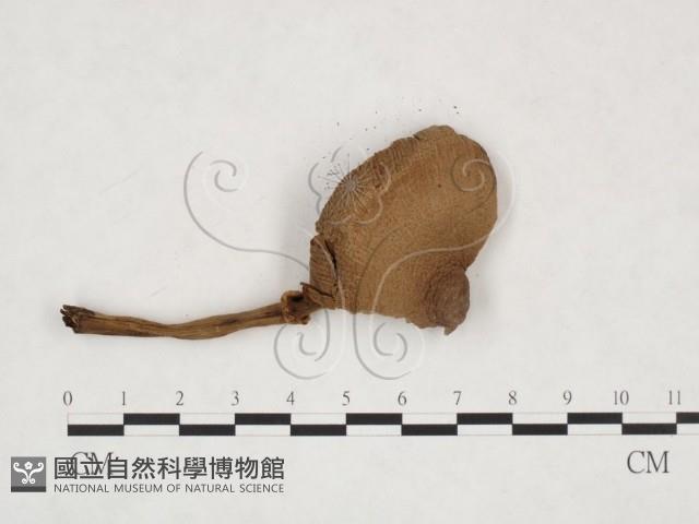 登錄號:F0026003藏品圖，第3張