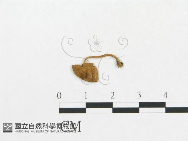 登錄號:F0016003藏品圖，第3張