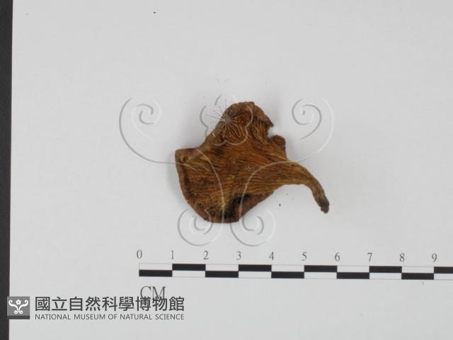 登錄號:F0021003藏品圖，第3張