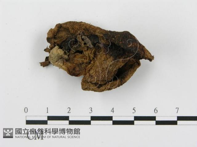登錄號:F0011003藏品圖，第3張