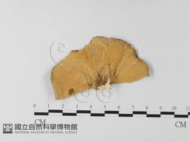 多孔菌屬藏品圖，第3張