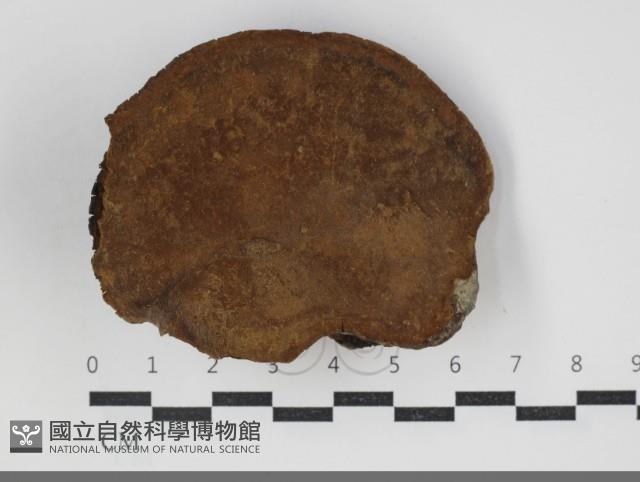 黃荊桑黃藏品圖，第3張