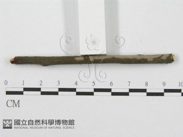 筍殼菌屬藏品圖，第3張
