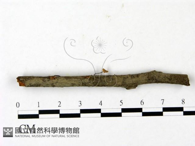 登錄號:F0023003藏品圖，第3張
