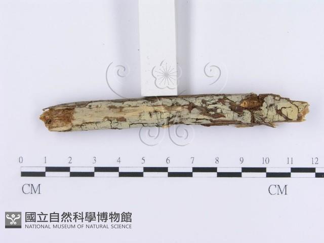 登錄號:F0003003藏品圖，第3張