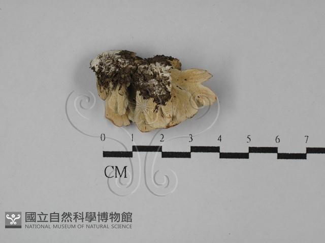 雲芝藏品圖，第3張