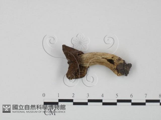 紅菇屬藏品圖，第3張
