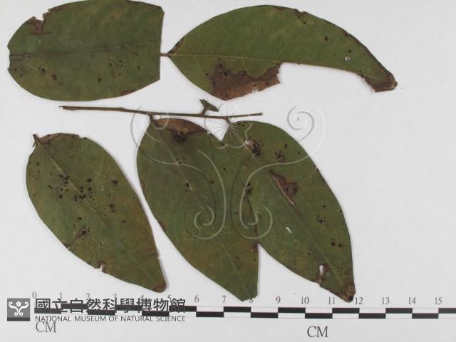 登錄號:F0026303藏品圖，第1張