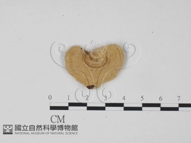 登錄號:F0006303藏品圖，第3張