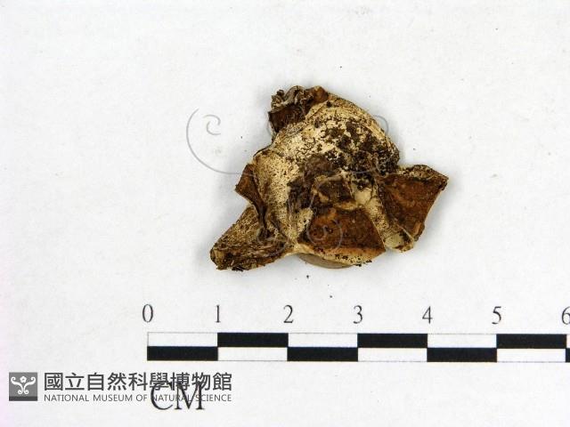 登錄號:F0016303藏品圖，第3張