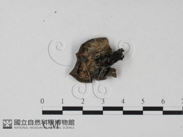 登錄號:F0011303藏品圖，第3張