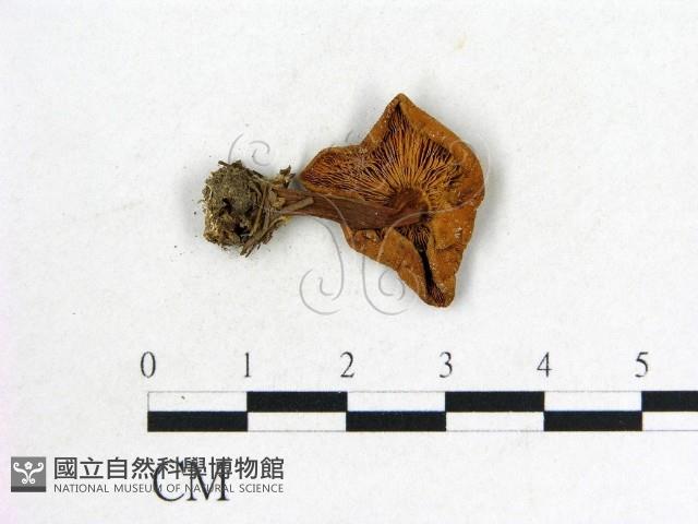 登錄號:F0022303藏品圖，第3張