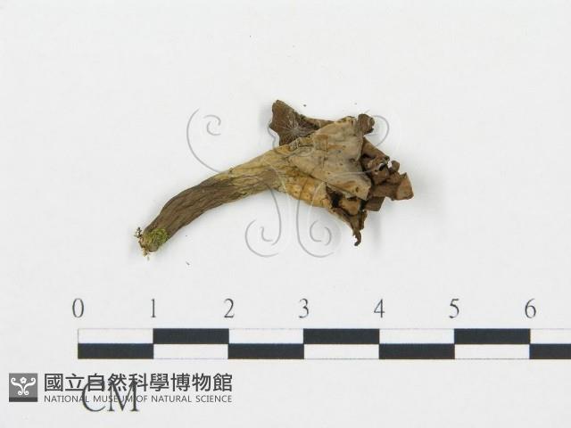 喇叭菌屬藏品圖，第3張