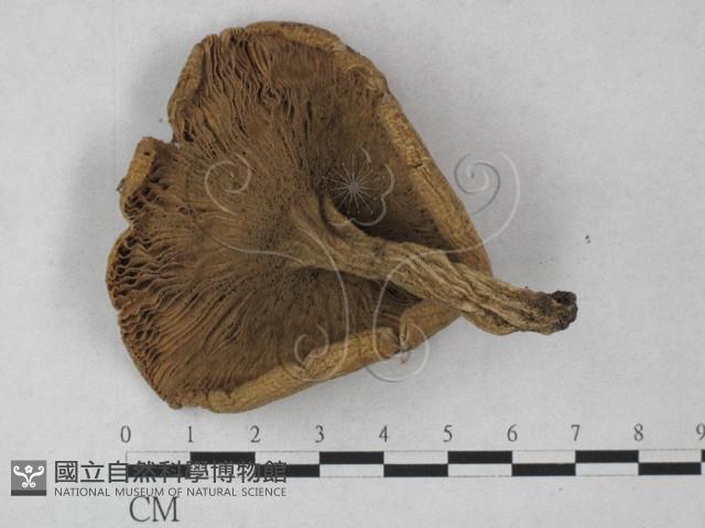 登錄號:F0027303藏品圖，第3張