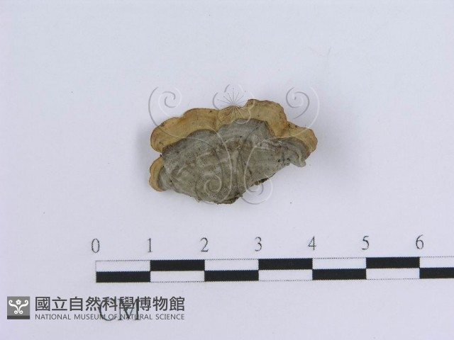 登錄號:F0007303藏品圖，第3張