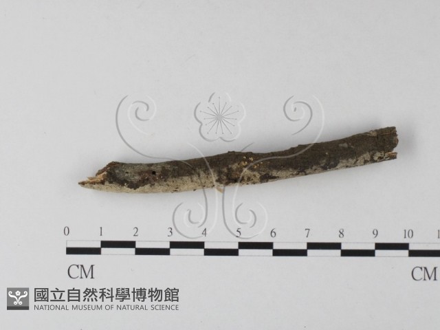 絲齒菌屬藏品圖，第3張