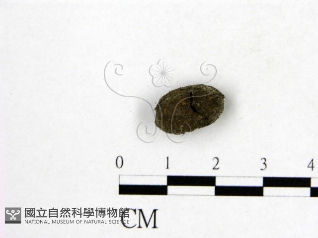 登錄號:F0005303藏品圖，第3張