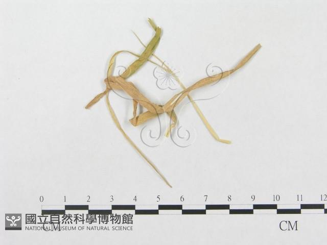 登錄號:F0019303藏品圖，第1張