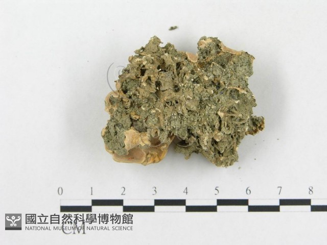 登錄號:F0003303藏品圖，第3張