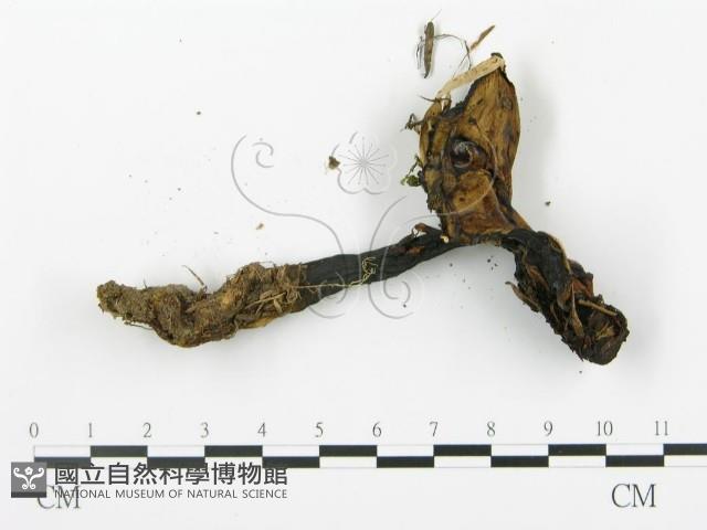 登錄號:F0013303藏品圖，第3張