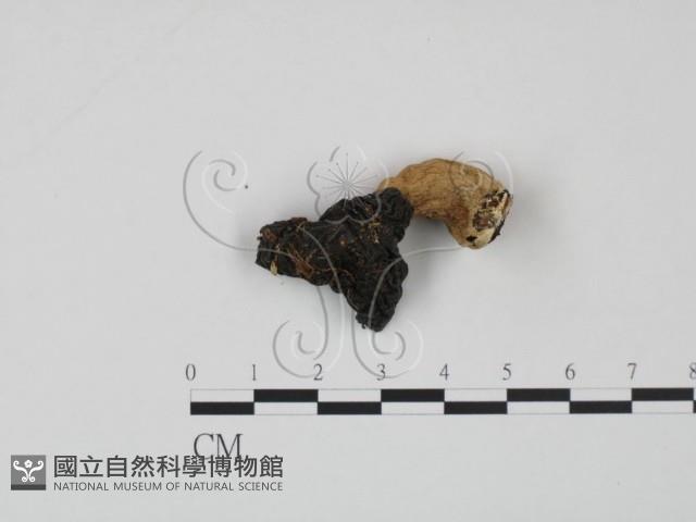 紅菇屬藏品圖，第3張