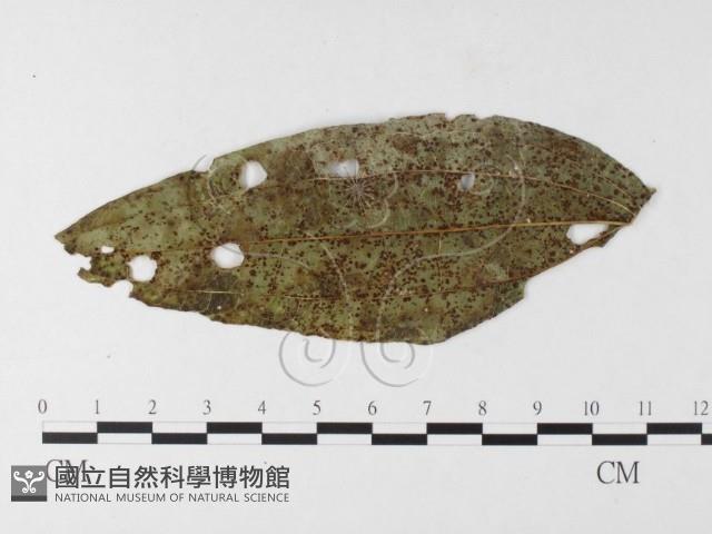 登錄號:F0026213藏品圖，第1張