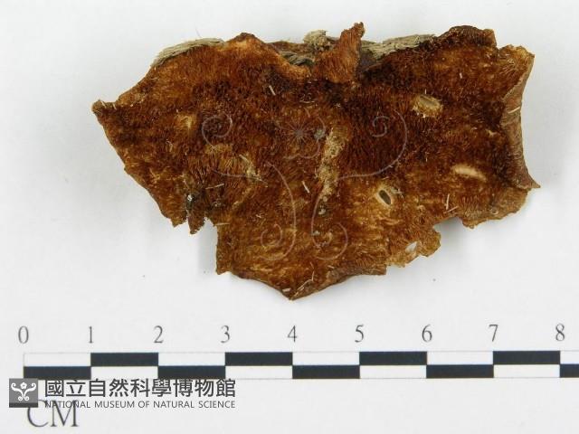 登錄號:F0016213藏品圖，第3張