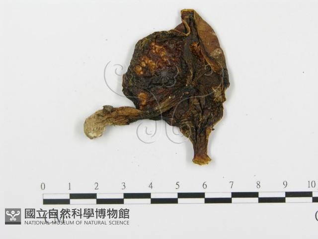 登錄號:F0011213藏品圖，第3張