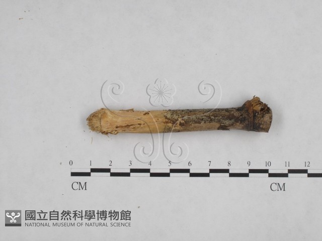 絲齒菌屬藏品圖，第3張