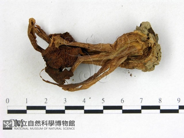 登錄號:F0014213藏品圖，第3張