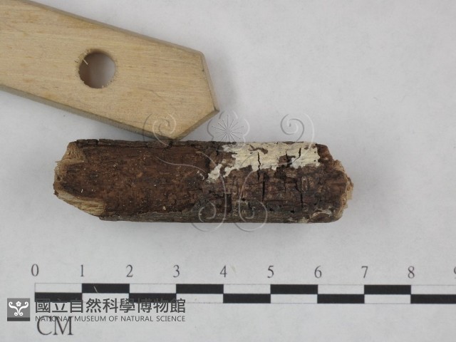 登錄號:F0022213藏品圖，第3張