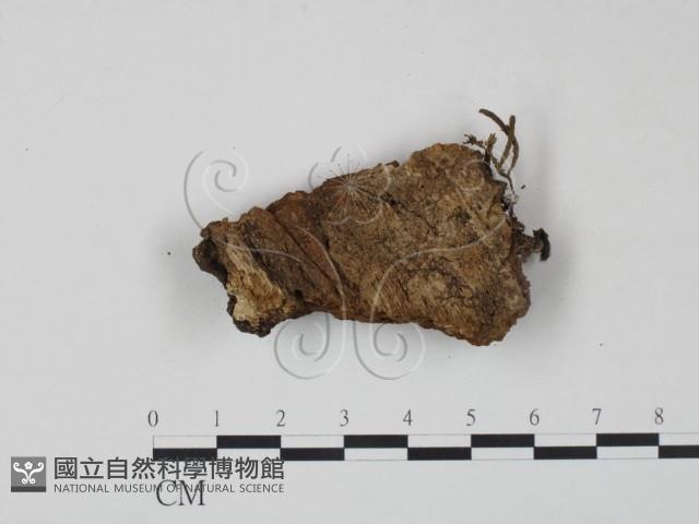 登錄號:F0007213藏品圖，第3張