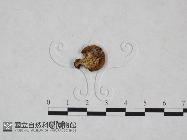 多孔菌屬藏品圖，第3張