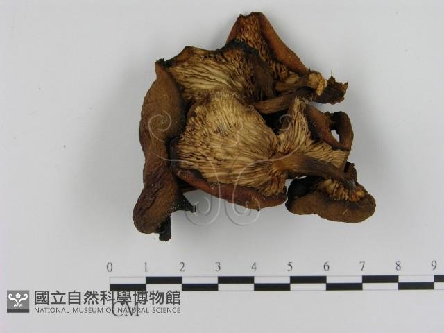 登錄號:F0005213藏品圖，第3張